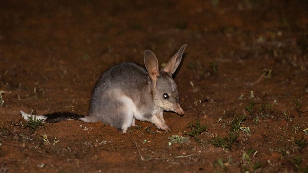 Greater Bilby on red sand at night