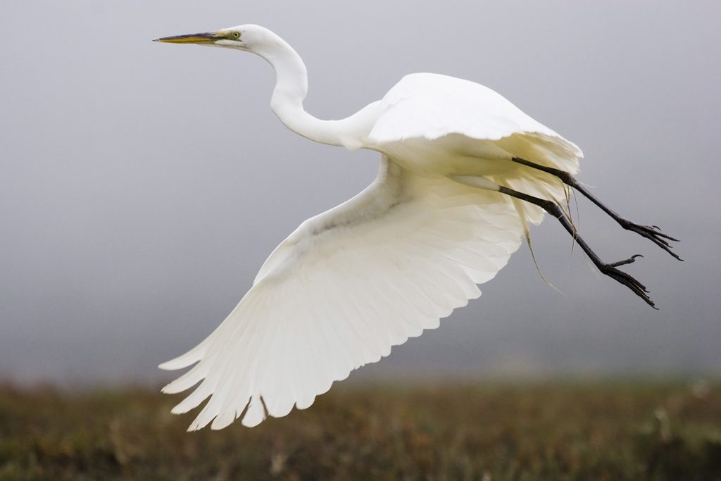 Great Egret in flight