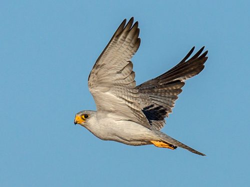 Grey Falcon in flight