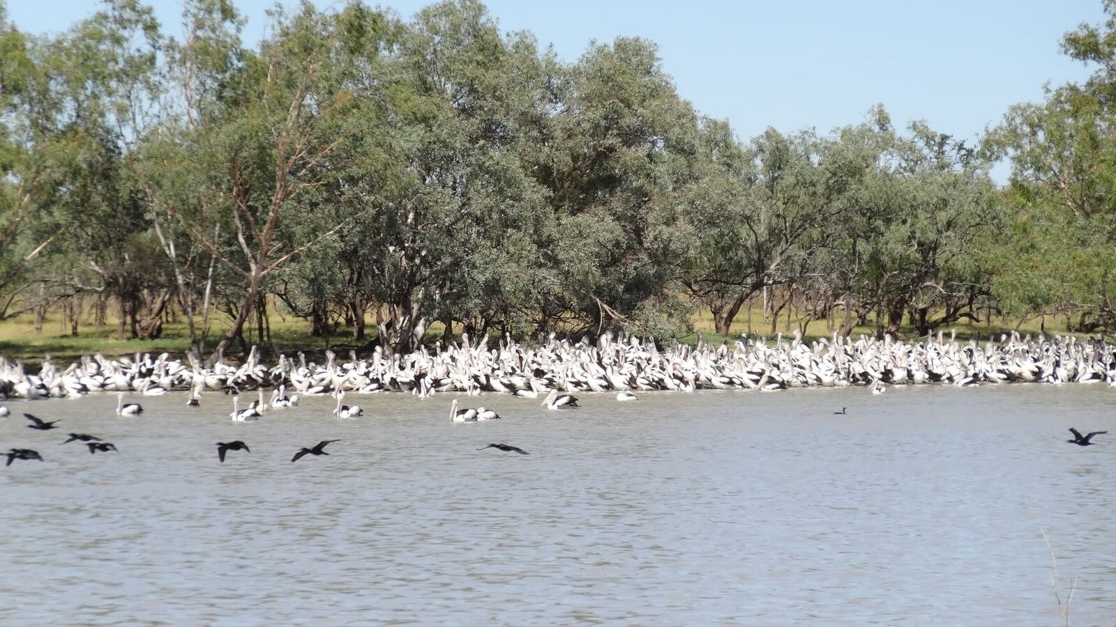 Thousands of Australian Pelicans massed along the tree-lined edge of Lake Woods, with cormorants flying low over the water