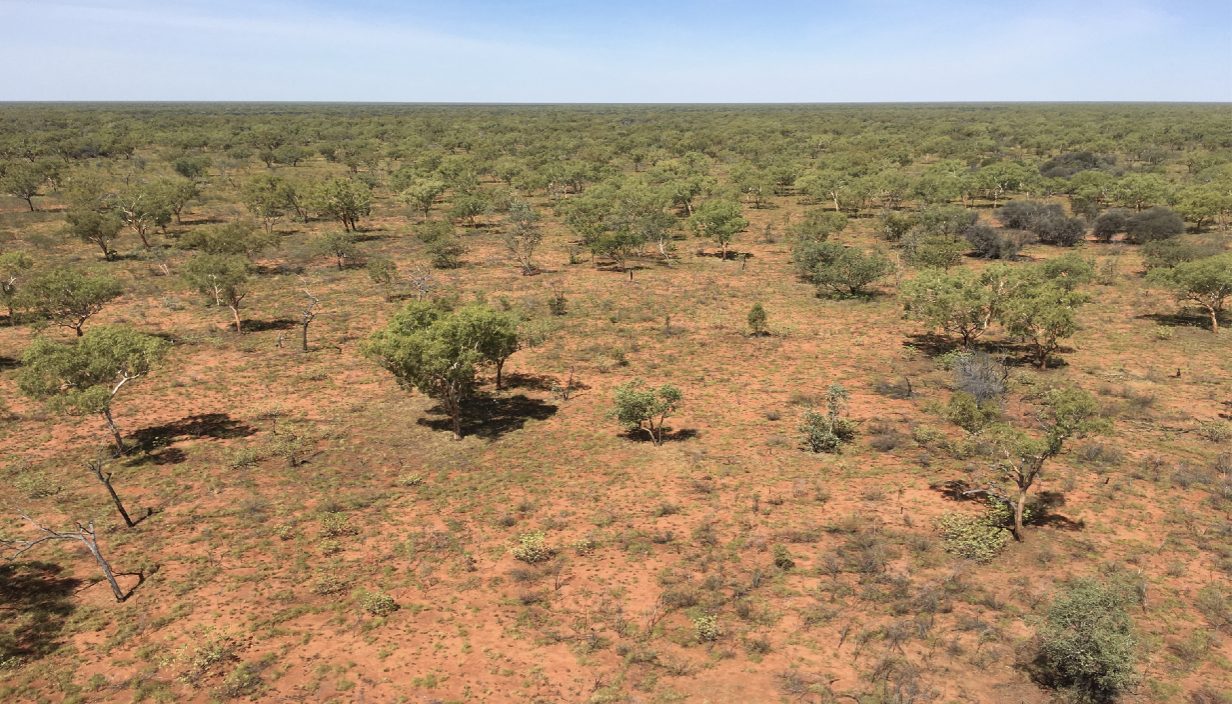 Aerial view of open savanna woodland over red soil on the Sturt Plateau